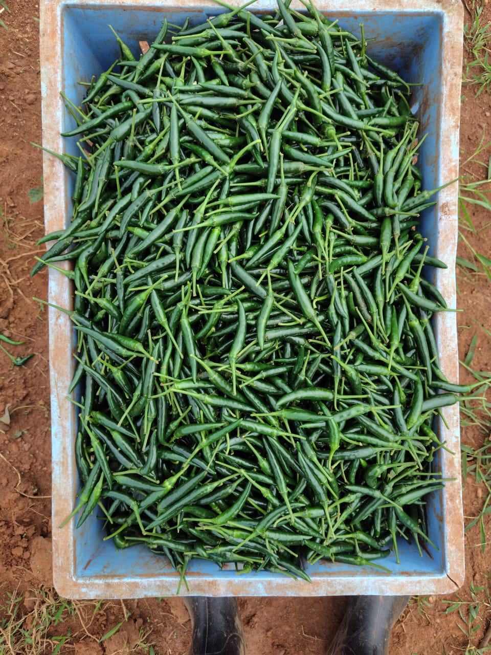 Hand-picked French beans gathered at harvest