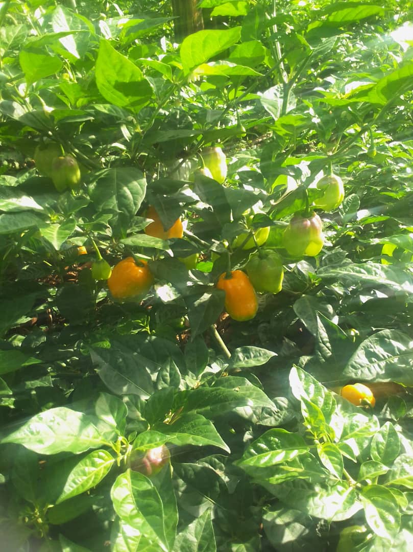 Habanero Chili — Assranda partner farm