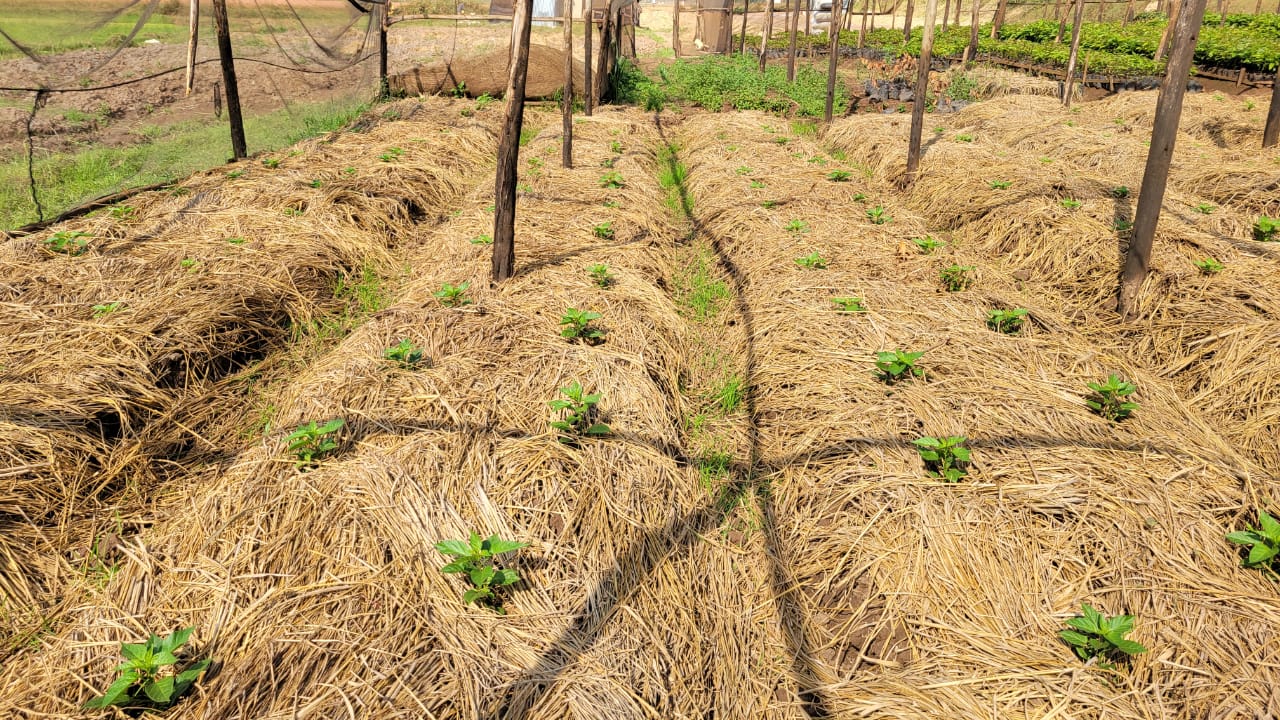 Sourcing & Farm Partnerships