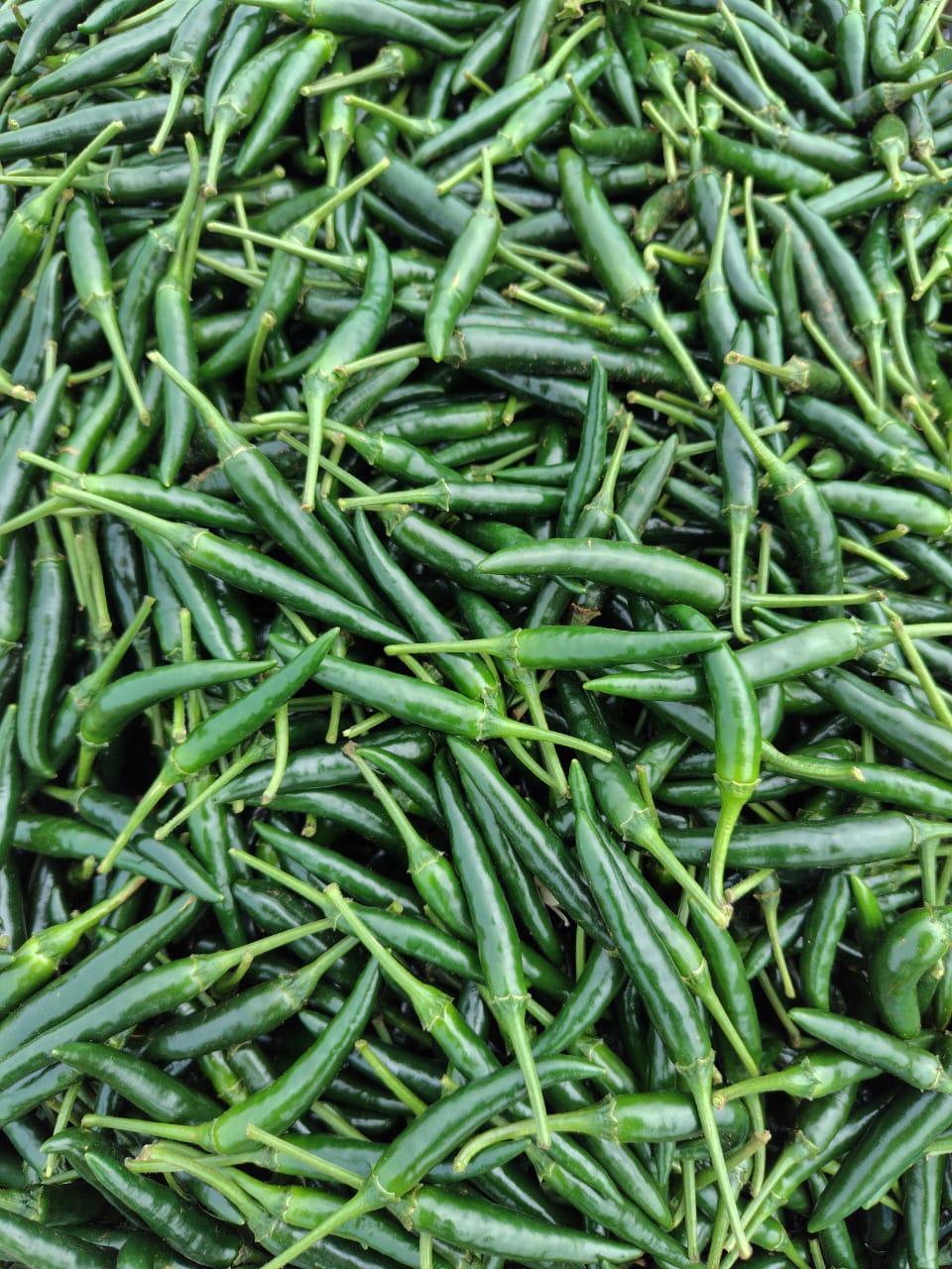 Fresh Produce Export