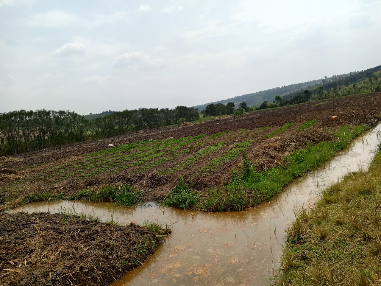 Drip irrigation keeping field heat out of the crop