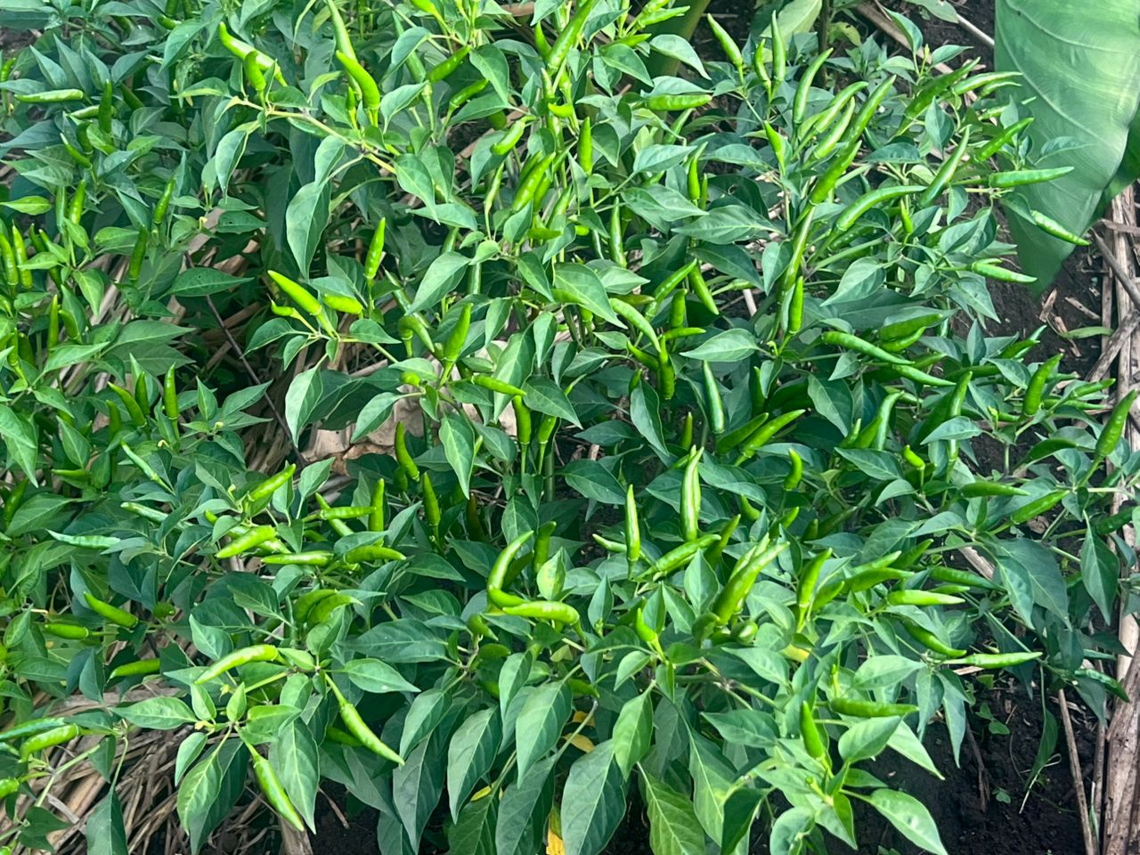 Bird's Eye Chili — Assranda partner farm