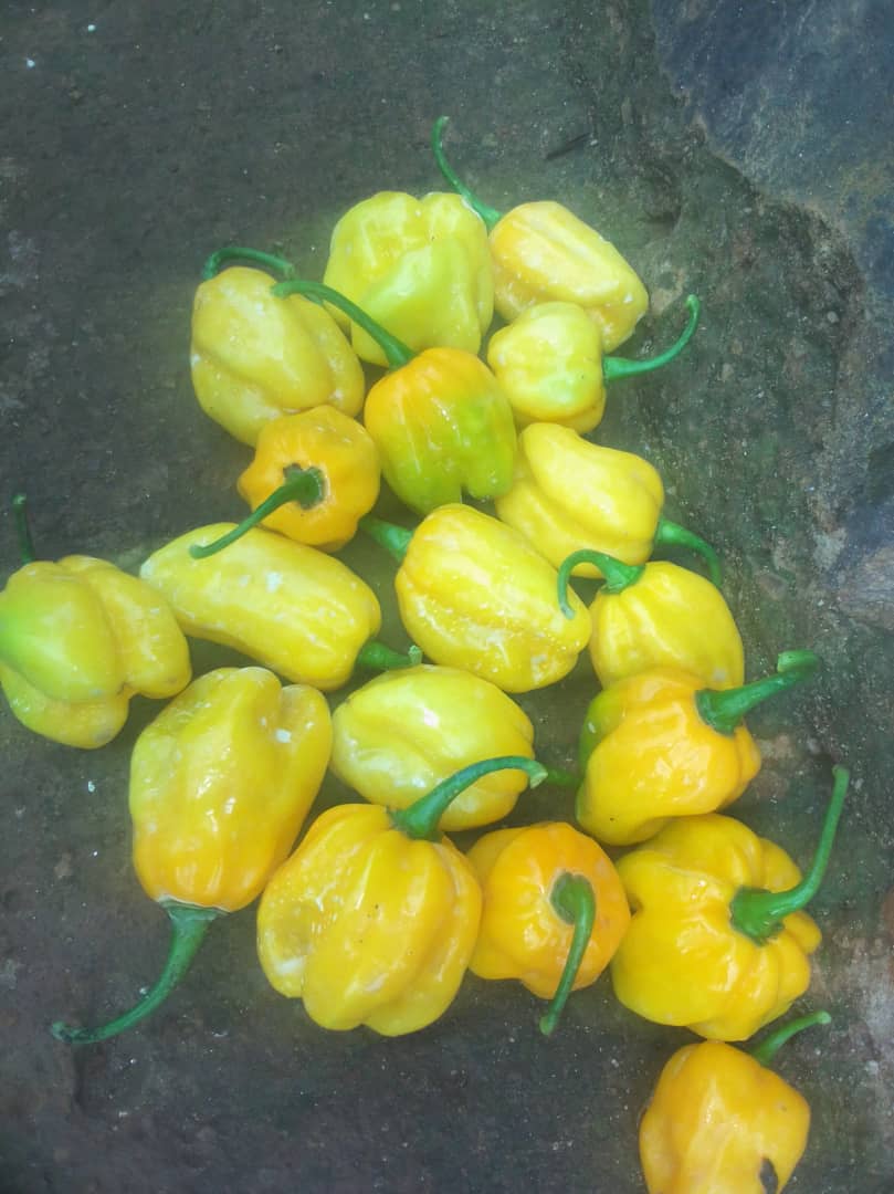 Habanero Chili — Assranda partner farm