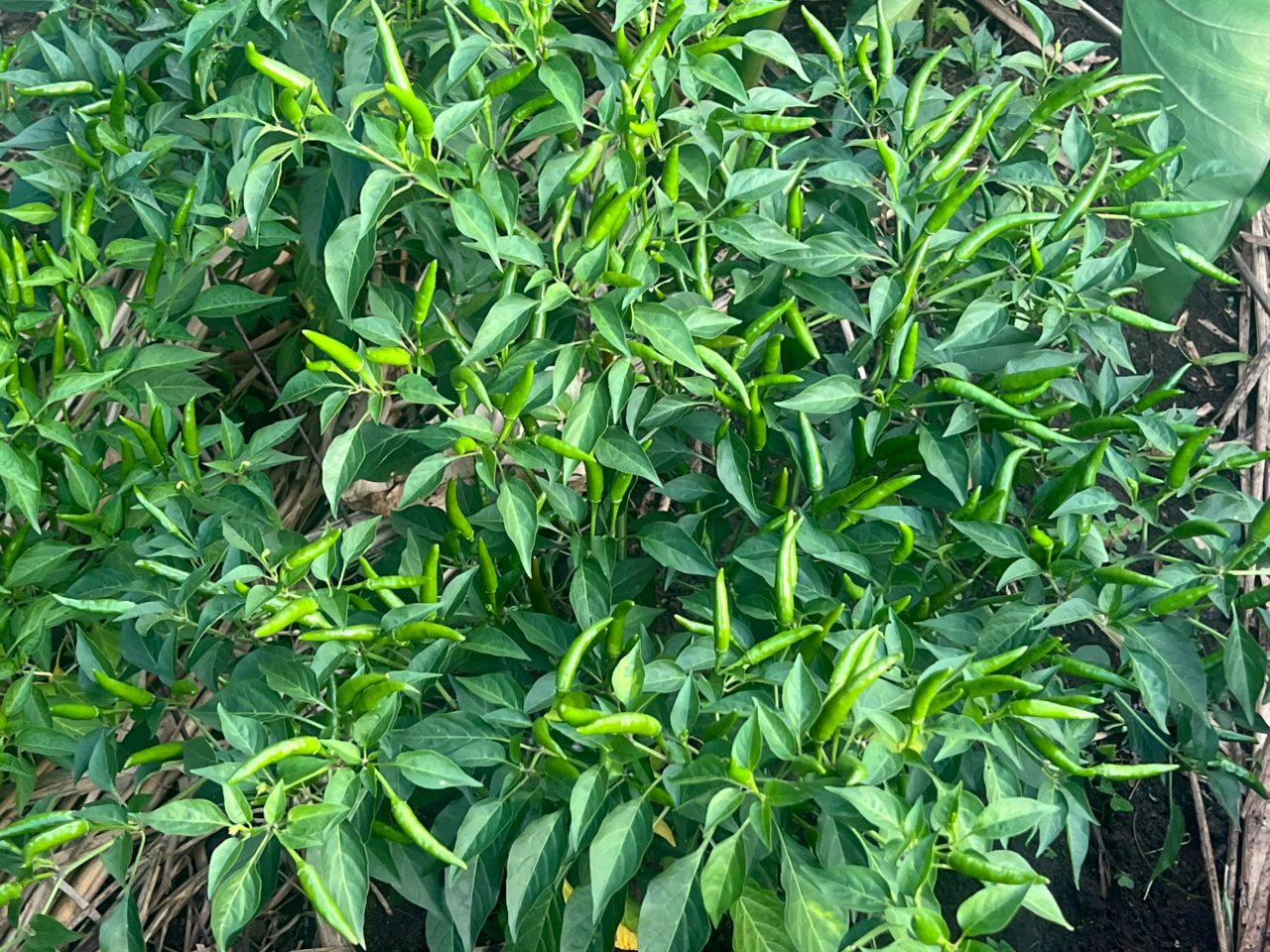 Bird's Eye Chili