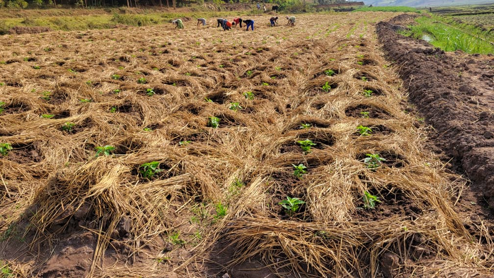 Irrigated crop rows on an Assranda partner farm in Rwanda