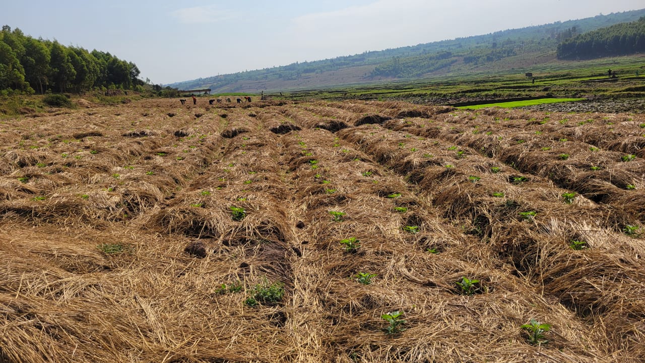 Assranda partner farmland prepared for planting in Eastern Rwanda